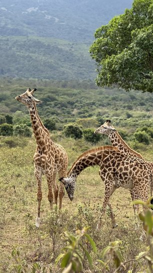 Blick auf zwei Giraffen im Arusha Nationalpark