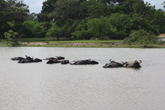 Wasserbüffelherde im Yala-Nationalpark