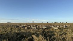Zebras im Serengeti Nationalpark in Tansania