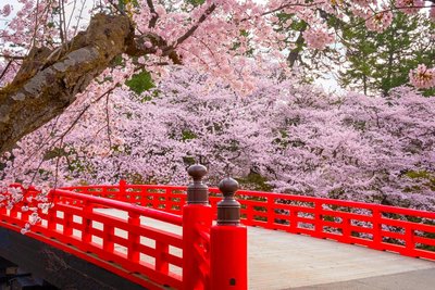 Hirosaki Park zur Kirschblüte in Japan