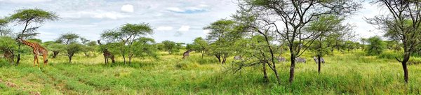 Giraffen und Zebras im Serengeti Nationalpark