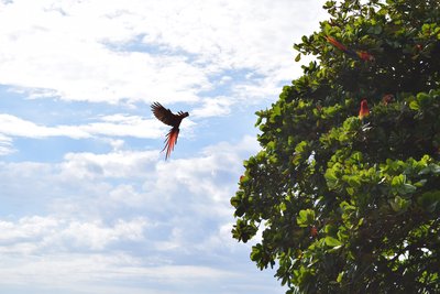 Papagei, Berichte von unterwegs Costa Rica