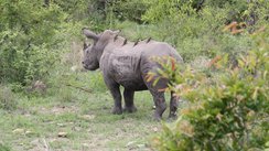 Nashorn, Südafrika