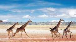 Etosha Nationalpark Giraffen, Beste Reisezeit Namibia