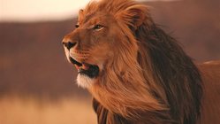 Löwe Südafrika, Beste Reisezeit Südafrika