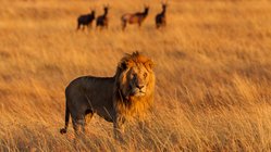 Löwe, Safari Kenia