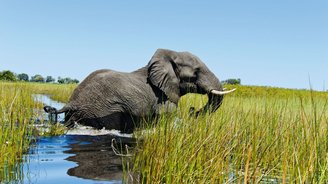 Elefant im Wasser