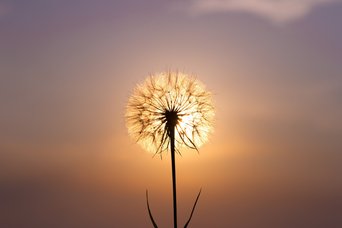 Pusteblume im Sonnenuntergang