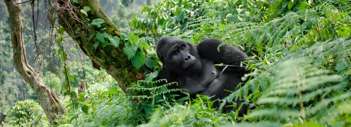 Gorilla im Forest Nationapark