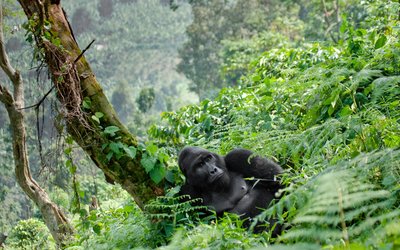 Gorilla im Forest Nationapark