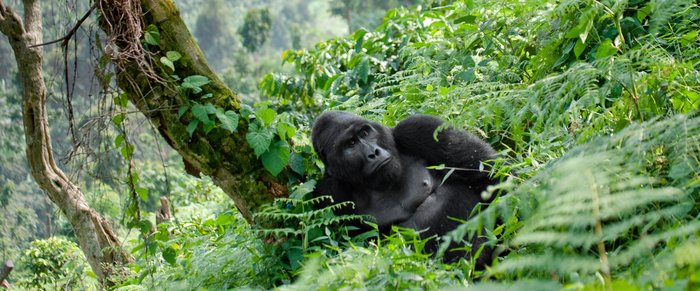 Gorilla im Forest Nationapark