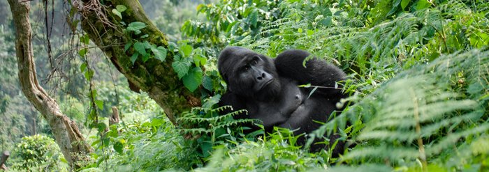 Gorilla im Forest Nationapark