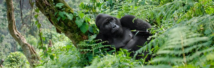 Gorilla im Forest Nationapark