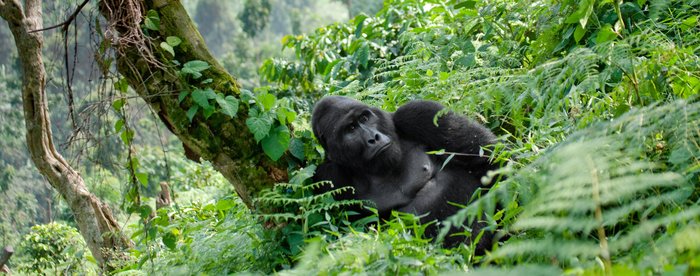 Gorilla im Forest Nationapark