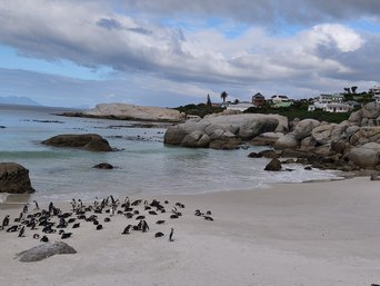 Blick auf die Pinguine am Boulder’s Beach in Simon’s Town in Südafrika