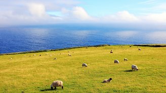 Schafe auf dem St. Finians Bay