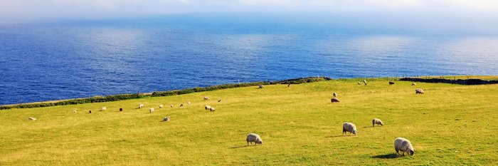 Schafe auf dem St. Finians Bay
