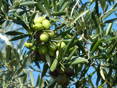 Olivenbaum auf den Äolischen Inseln