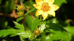 Blume Äthiopien, Äthiopien