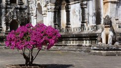 Strauch mit Blüten, Myanmar