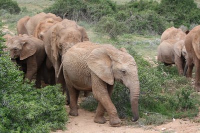 Elefanten Botswana, Strom