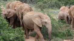 Elefanten Botswana, Strom