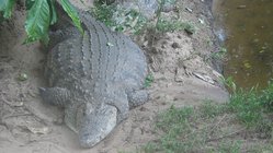 Krokodil, Swasiland