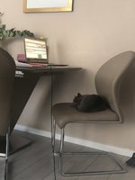 Katzen im Home Office