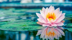 Seerose Zen-Meditation