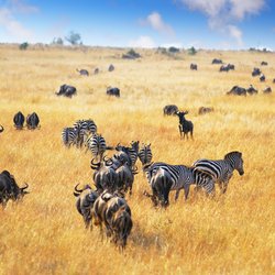 Masai Mara Landschaft, Kenia