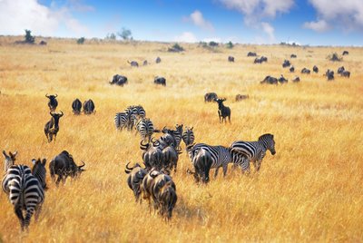 Masai Mara Landschaft, Kenia