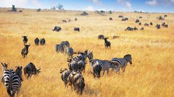 Masai Mara Landschaft, Kenia