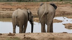 Elefanten Botswana, Trinkgeld Botswana