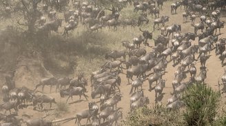 Blick auf eine Gnuwanderung im Serengeti Nationalpark