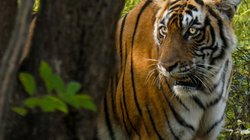 Tiere in Indien: Bengalischer Tiger im Ranthambore Nationalpark von SKR Gast Torsten Müller