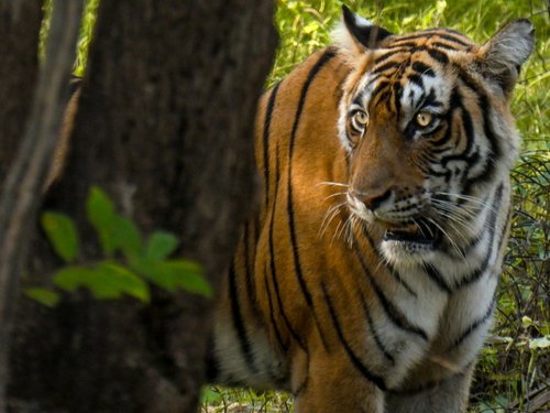 Tiere in Indien: Bengalischer Tiger im Ranthambore Nationalpark von SKR Gast Torsten Müller