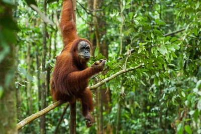 Orangutan, Sumatra Indonesien