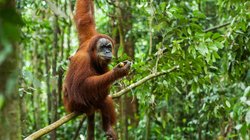 Orangutan, Sumatra Indonesien