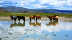 Mongolische Wildpferde, Mongolei 