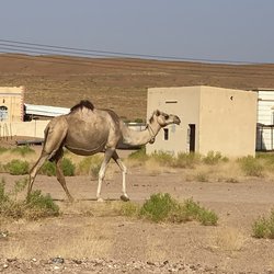 Ein Kamel in der Wahiba Wüste in Oman
