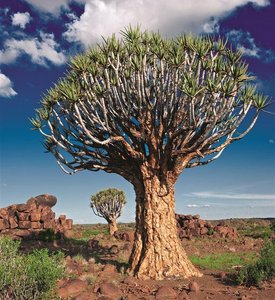 Baum in Namibia