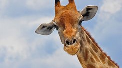 Giraffe, Botswana