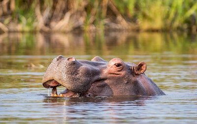 Flusspferd im Fluss Caprivi Zipfel, Namibia