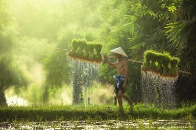 Reis anpflanzen in Kambodscha