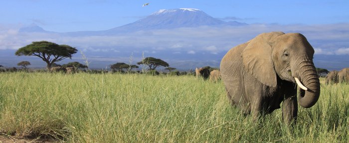 Elefant vor dem Kilimanjaro