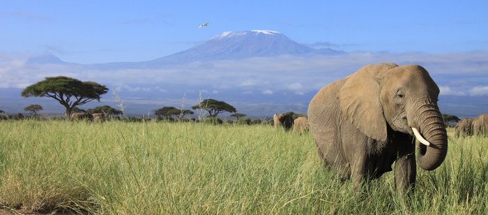 Elefant vor dem Kilimanjaro