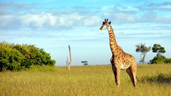 Giraffe, Kenia