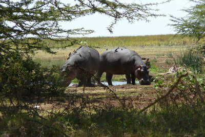 Serengeti, Tansania