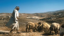 Schafhirte, Israel