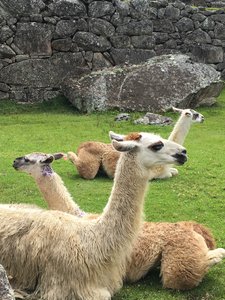 Alpakas in Peru